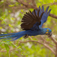 Hyacinth Macaw